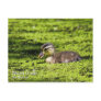 Wood Duck (duckling) Postcard