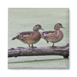 Wood Duck Magnet