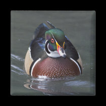 Wood Duck Magnet