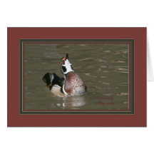 Wood_duck_male3523 Greeting Card