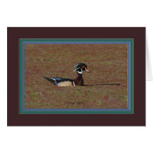 Wood_duck_male_0915 Card