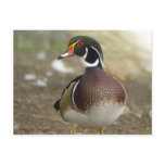 Wood Duck Postcard