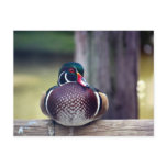 Wood Duck Postcard