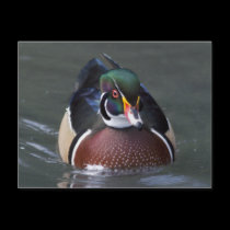 Wood Duck Postcard