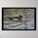 Wood Duck posters