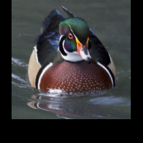 Wood Duck Tee t-shirts