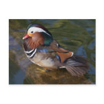 wood-duck-with-an-ankle-braclet postcards