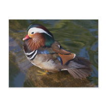 Wood Duck With An Ankle Braclet Postcard