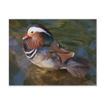 Wood Duck With An Ankle Braclet postcards