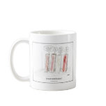 Wood Identification Mugs