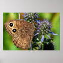 Wood Nymph Butterfly posters