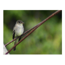 Wood Peewee Postcard