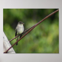 Wood Peewee Print