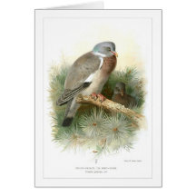Wood-Pigeon or Ring-Dove Greeting Cards
