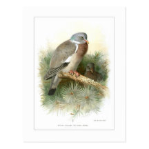 Wood-Pigeon Postcard