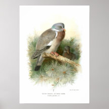 Wood-Pigeon Print