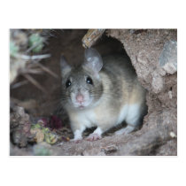 Wood Rat Postcard postcards