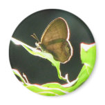 Wood-Satyr Magnet
