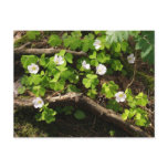 Wood Sorrel postcards