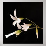 Wood Sorrel Print
