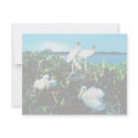 Wood Stork Chicks invitations
