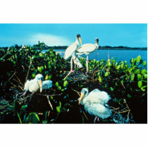 Wood Stork Chicks Photo Cutouts