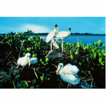 Wood Stork Chicks Photo Cut Out