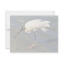 Wood Stork Feeds on the Shore invitations