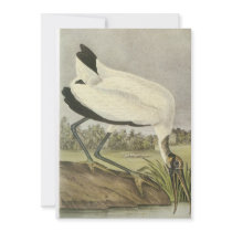 Wood Stork, John Audubon Custom Invite
