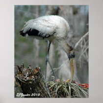 Wood Stork Print