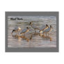 Wood Storks at Dusk Postcard