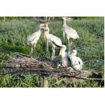 Wood storks on nest photo sculpture