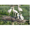 Wood storks on nest photo sculptures