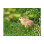 Woodchuck ~ postcard