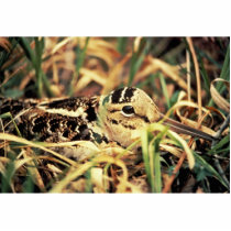 Woodcock on Nest Photo Cutout