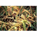 Woodcock on Nest photo sculptures