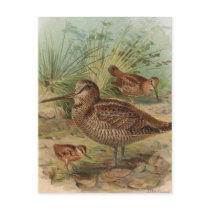 "Woodcock" Vintage Bird Illustration Post Cards