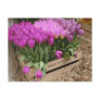 wooden crate with purple tulips post cards