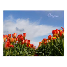 Wooden Shoe Tulip Farm Postcard
