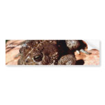 Woodhouse Toad bumper stickers