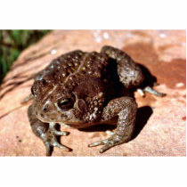 Woodhouse Toad Photo Cutout