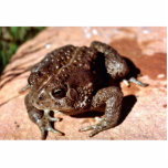 Woodhouse Toad photo sculptures