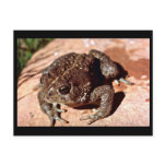 Woodhouse Toad postcards