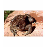 Woodhouse Toad t-shirts