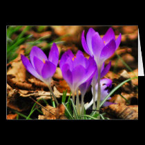 Woodland Crocuses cards