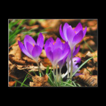 Woodland Crocuses postcards