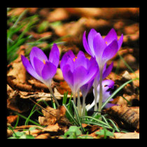 Woodland Crocuses posters
