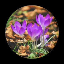 Woodland Crocuses magnets