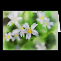 WOODLAND FLOWERS cards