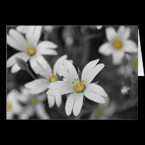 WOODLAND FLOWERS cards
